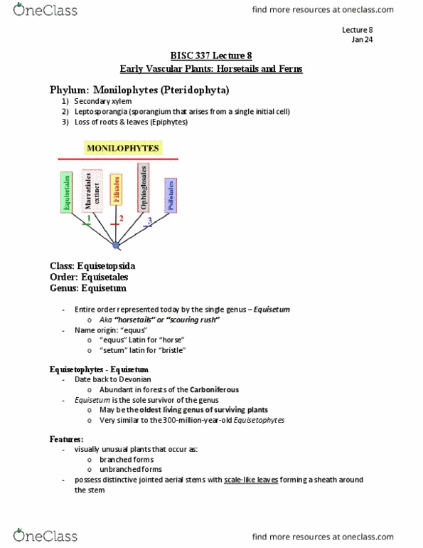 BISC 337 Lecture Notes - Lecture 8: Equisetum, Equisetales, Xylem thumbnail