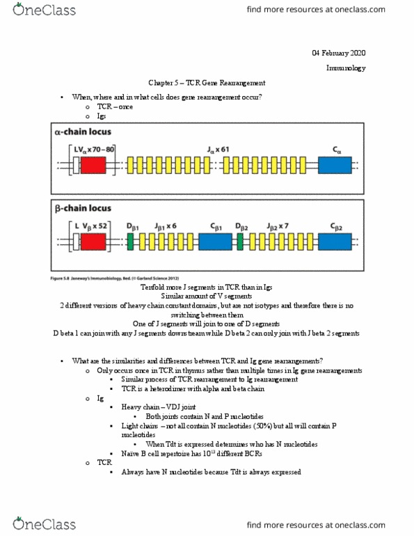 BIOL 4570 Lecture Notes - Lecture 8: Immunoglobulin Heavy Chain, Thymus, B Cell thumbnail