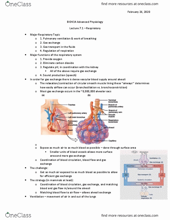 BIO412H5 Lecture Notes - Lecture 7: Bronchoconstriction, Bronchodilator, The Fluid thumbnail