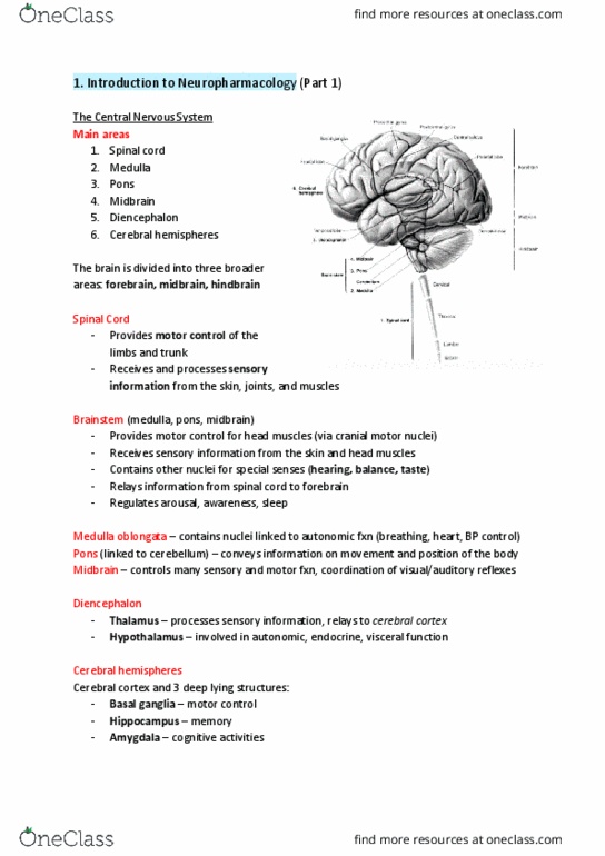 PHRM 211 Lecture Notes - Lecture 1: Cerebral Hemisphere, Cerebral Cortex, Spinal Cord thumbnail