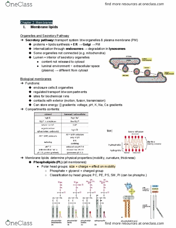 BIOC 212 Lecture Notes - Lecture 5: Secretion, Secretory Protein, Membrane Lipids thumbnail