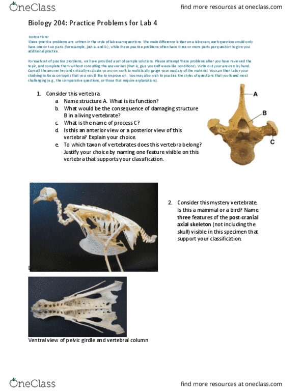 BIOL 300 Lecture Notes - Lecture 23: Axial Skeleton, Shoulder Girdle, Chondrichthyes thumbnail