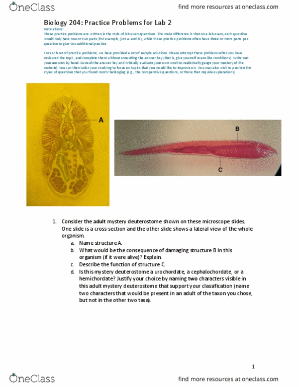 BIOL 300 Lecture Notes - Lecture 2: Deuterostome, Hemichordate, Cephalochordate thumbnail