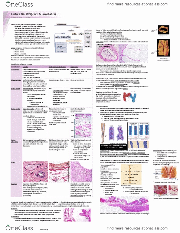 Medical Sciences 3999A/B/Y Lecture Notes - Lecture 28: Tunica Intima, Tunica Externa, High Endothelial Venules thumbnail