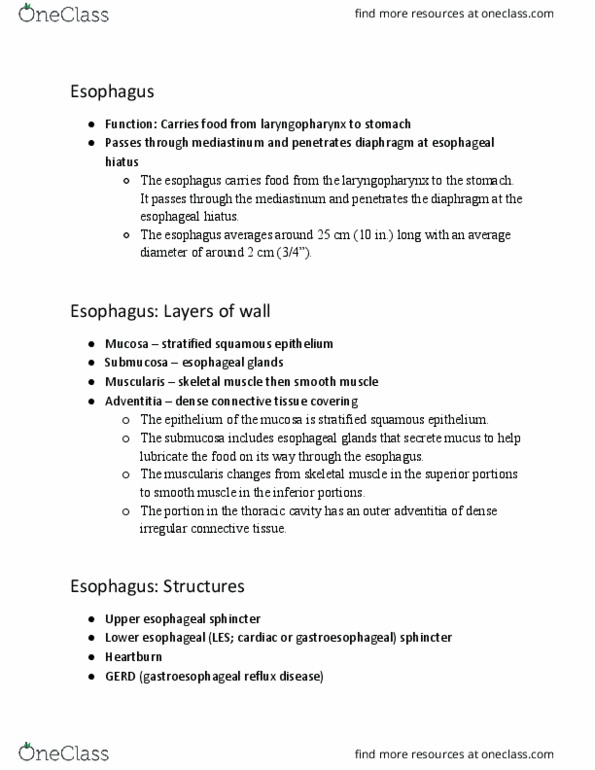 BIOL 221 Lecture Notes - Lecture 8: Dense Irregular Connective Tissue, Stratified Squamous Epithelium, Esophagus thumbnail