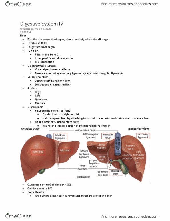 Kinesiology 3222A/B Lecture Notes - Lecture 13: Falciform Ligament, Lesser Omentum, Abdominal Wall thumbnail