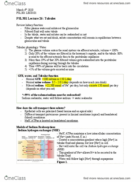 PSL301H1 Lecture Notes - Lecture 26: Tubular Fluid, Efferent Arteriole, Afferent Arterioles cover image