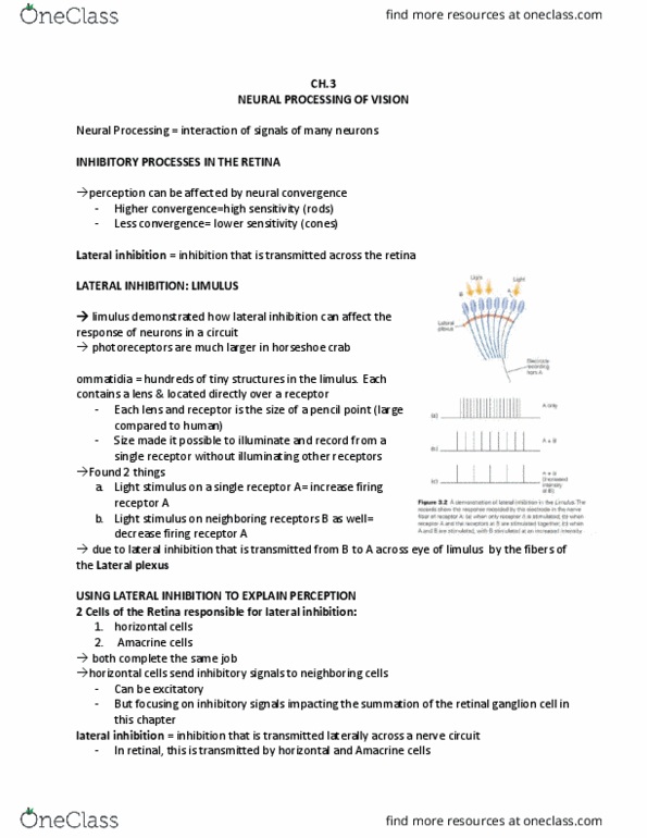 PSYC 363 Lecture Notes - Lecture 3: Limulus, Amacrine Cell, Retina Horizontal Cell thumbnail