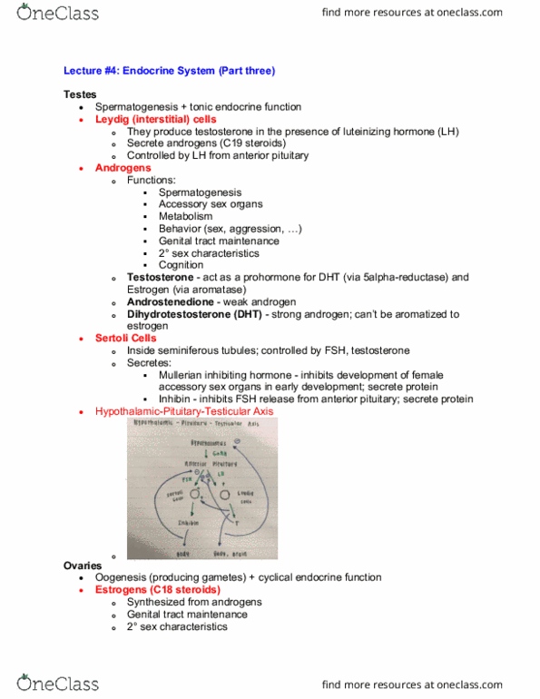 BIOL 178 Lecture Notes - Lecture 4: Seminiferous Tubule, Anterior Pituitary, Androstenedione thumbnail