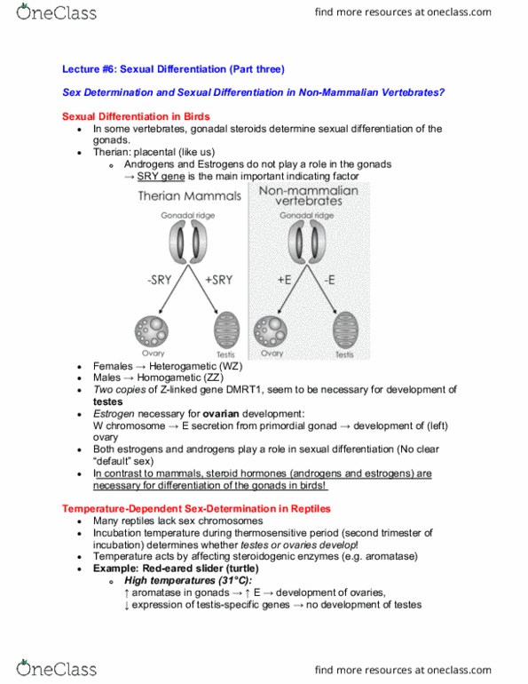 BIOL 178 Lecture Notes - Lecture 6: Sex Steroid, Dmrt1, Sexual Differentiation thumbnail