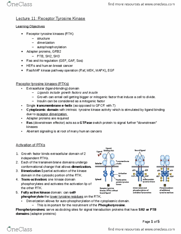Biology 2382B Lecture Notes - Lecture 11: Mutagen, Cell Membrane, Autophosphorylation thumbnail