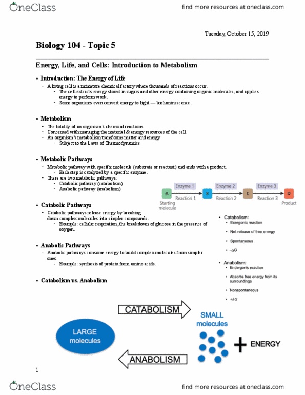 BIOL107 Lecture Notes - Lecture 5: Metabolic Pathway, Cellular Respiration, Bioluminescence thumbnail