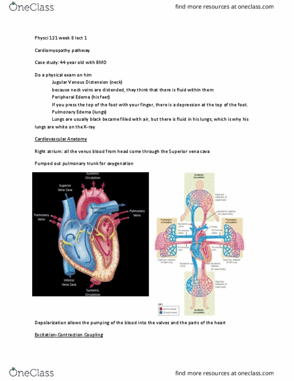 PHYSCI 121 Lecture Notes - Lecture 26: Superior Vena Cava, Pulmonary Artery, Cardiomyopathy thumbnail