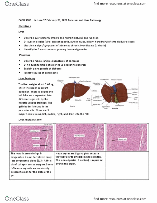 PATH 3000 Lecture Notes - Lecture 17: Hepatic Veins, Portal Vein, Common Hepatic Artery thumbnail