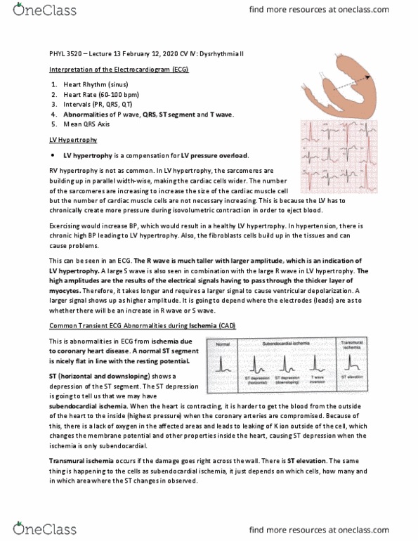 PHYL 3520 Lecture Notes - Lecture 13: Coronary Artery Disease, Cardiac Muscle Cell, Coronary Circulation thumbnail
