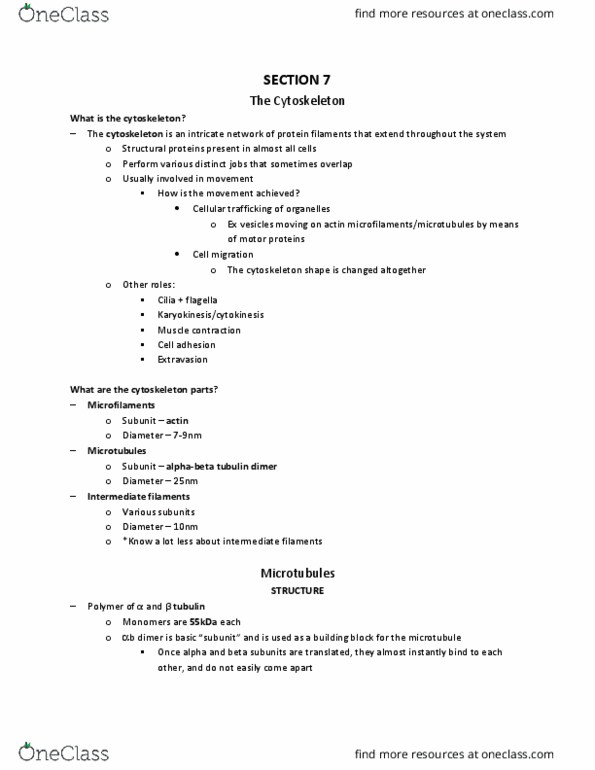 Biology 2382B Lecture Notes - Lecture 11: Intermediate Filament, Cell Adhesion, Tubulin thumbnail