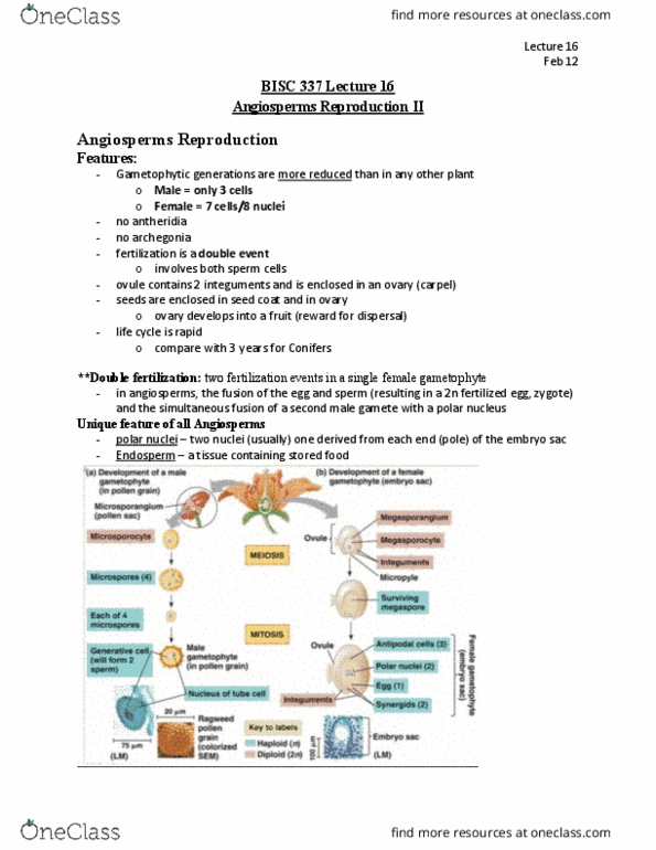 BISC 337 Lecture Notes - Lecture 16: Double Fertilization, Flowering Plant, Antheridium thumbnail