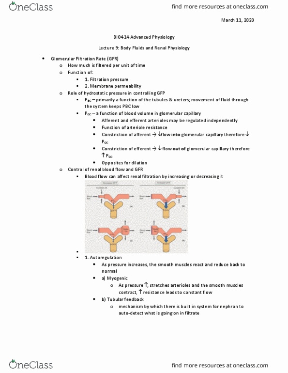 BIO412H5 Lecture Notes - Lecture 9: Afferent Arterioles, Autoregulation, Arteriole thumbnail