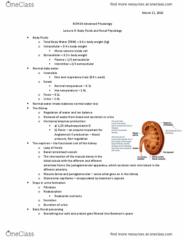 BIO412H5 Lecture Notes - Lecture 9: Macula Densa, Juxtaglomerular Apparatus, Afferent Arterioles thumbnail
