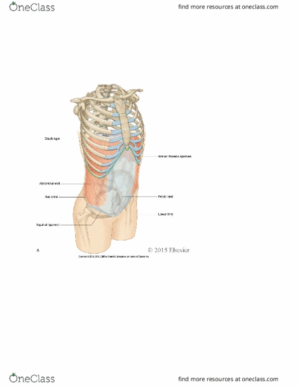 RIU 332 Lecture Notes - Lecture 15: Intercostal Space, Thoracic Duct, Transpyloric Plane thumbnail