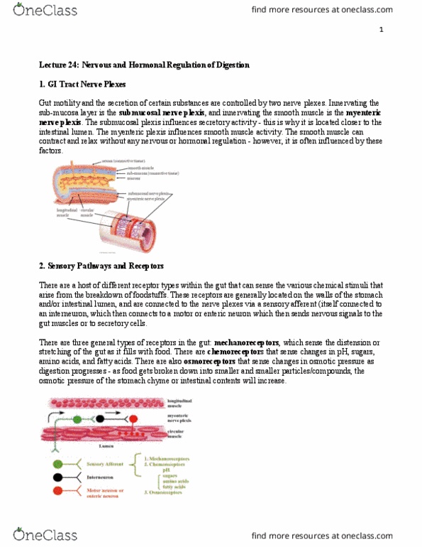 BIOC34H3 Lecture Notes - Lecture 24: Enteric Nervous System, Osmoreceptor, Submucosa thumbnail
