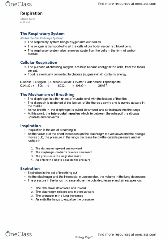 BIOA11H3 Lecture Notes - Lecture 15: Adenosine Triphosphate, Intercostal Muscle, Thoracic Cavity thumbnail