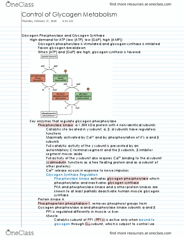 ABI 103 Lecture 17: Control of Glycogen Metabolism thumbnail