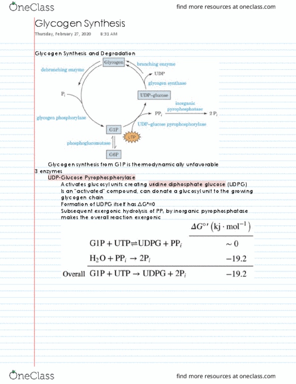 ABI 103 Lecture 16: Glycogen Synthesis thumbnail