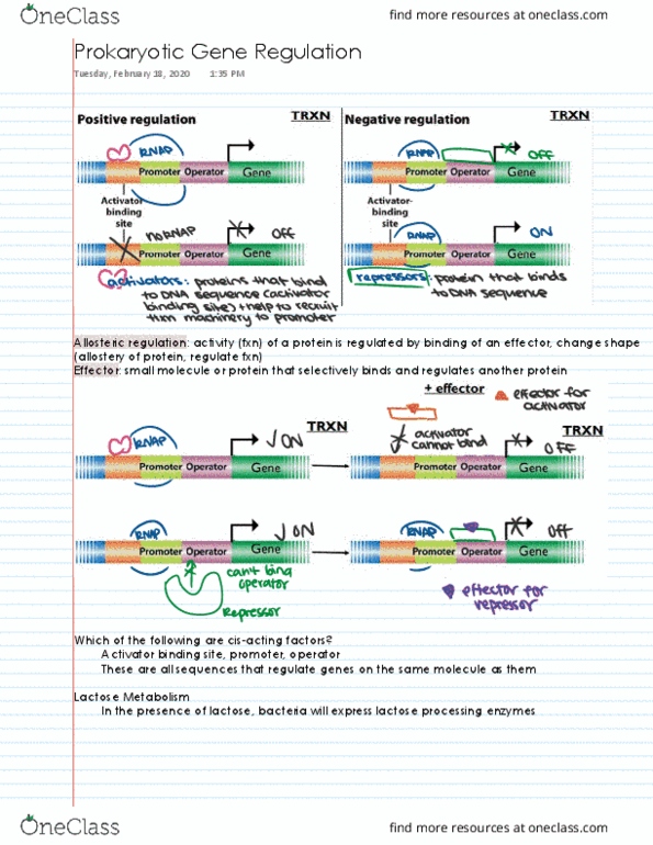 BIS 101 Lecture 14: Prokaryotic Gene Regulation thumbnail
