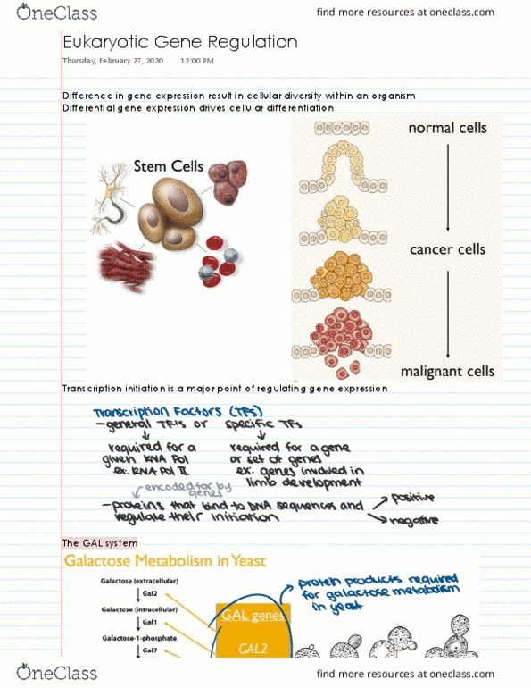 BIS 101 Lecture 15: Eukaryotic Gene Regulation thumbnail