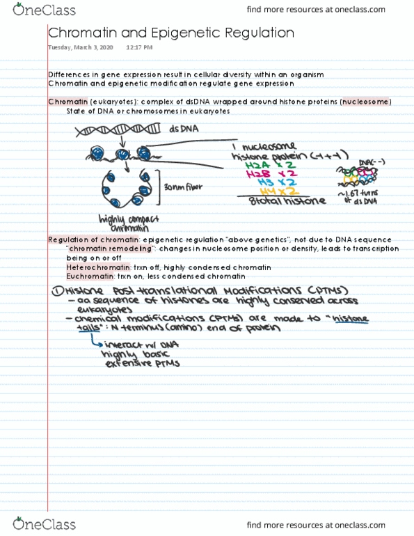 BIS 101 Lecture 16: Chromatin and Epigenetic Regulation thumbnail