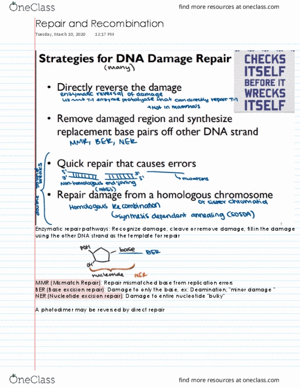 BIS 101 Lecture 18: Repair and Recombination thumbnail