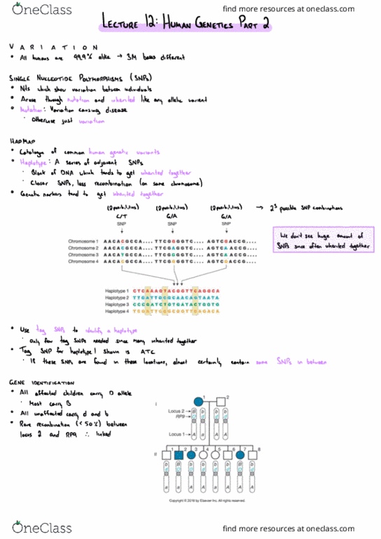 Biology 2581B Lecture Notes - Lecture 12: Haplotype, Chromosome, Immunoprecipitation thumbnail