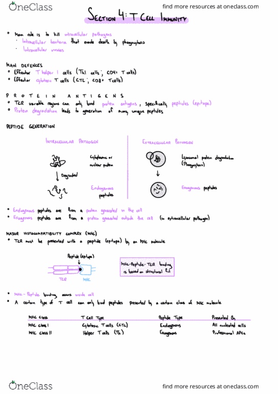 Microbiology and Immunology 2500A/B Lecture Notes - Lecture 4: Mhc Class I, Epitope, B Cell thumbnail