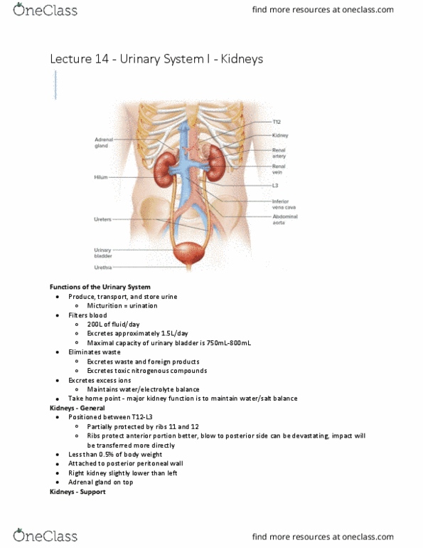 Kinesiology 3222A/B Lecture Notes - Lecture 14: Adrenal Gland, Urination, Segmental Arteries Of Kidney thumbnail