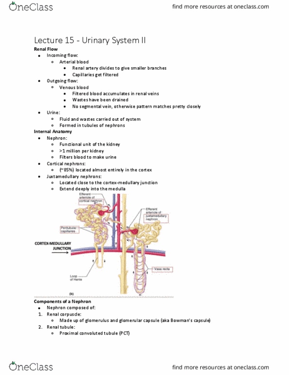 Kinesiology 3222A/B Lecture Notes - Lecture 15: Proximal Tubule, Nephron, Renal Corpuscle thumbnail