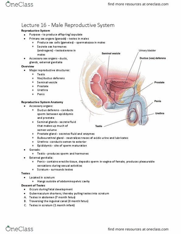 Kinesiology 3222A/B Lecture Notes - Lecture 16: Vas Deferens, Prostatic Urethra, Bulbourethral Gland thumbnail