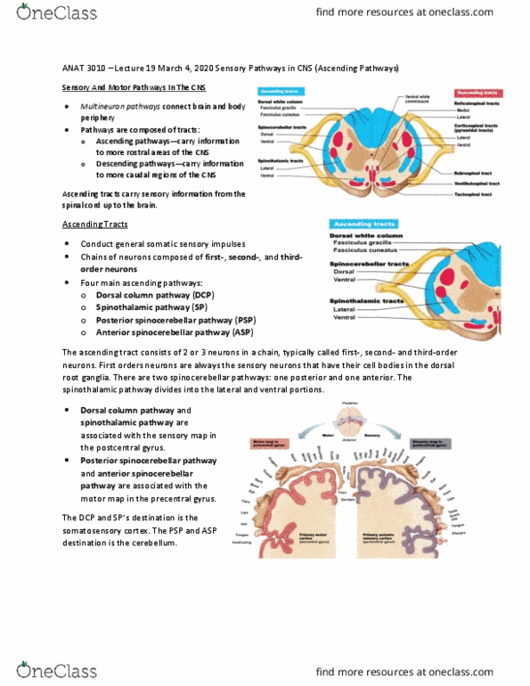 ANAT 3010 Lecture Notes - Lecture 19: Spinocerebellar Tract, Spinothalamic Tract, Dorsal Root Ganglion thumbnail