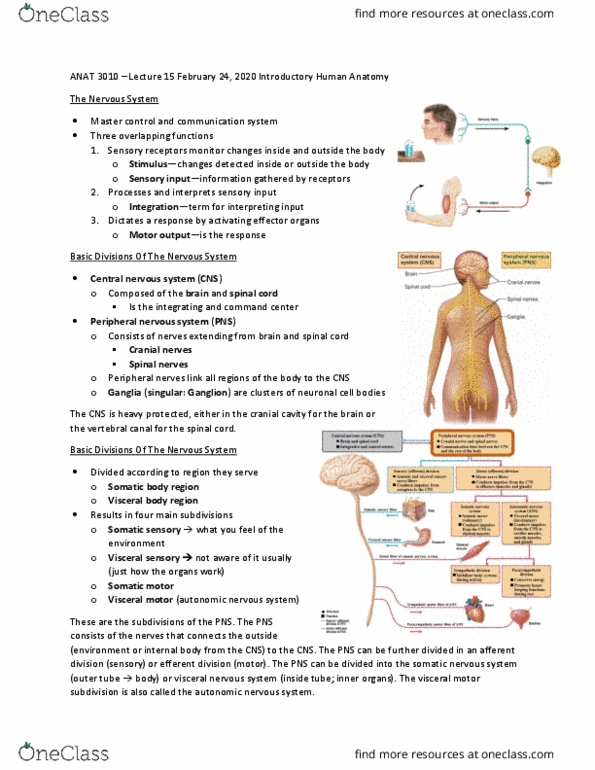 ANAT 3010 Lecture Notes - Lecture 15: Somatic Nervous System, Peripheral Nervous System, Autonomic Nervous System thumbnail