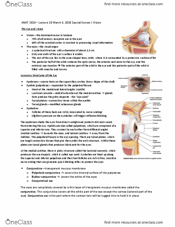 ANAT 3010 Lecture Notes - Lecture 20: Palpebral Fissure, Supraorbital Ridge, Lacrimal Sac thumbnail