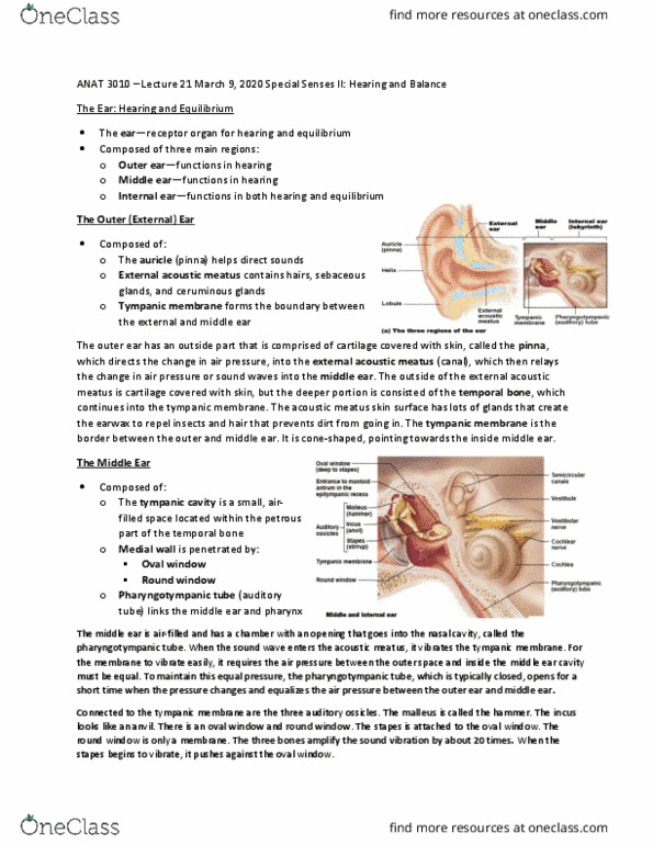 ANAT 3010 Lecture Notes - Lecture 21: Ear Canal, Tympanic Cavity, Eardrum thumbnail