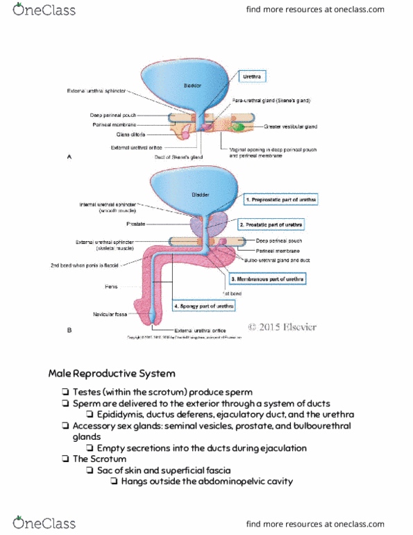 RIU 332 Lecture Notes - Lecture 30: Vas Deferens, Ejaculatory Duct, Prostatic Urethra thumbnail