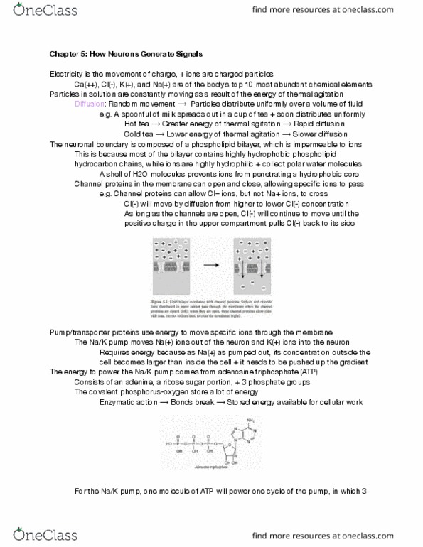 MCELLBI C61 Chapter Notes - Chapter 5: Lipid Bilayer, Adenosine Triphosphate, Sodium-Potassium Alloy thumbnail