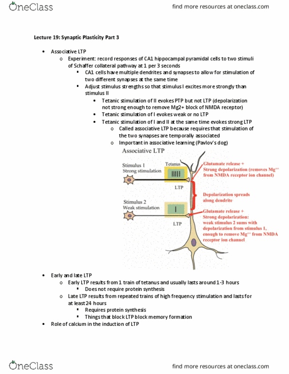 NPB 110 Lecture Notes - Lecture 19: Schaffer Collateral, Phosphorylation, Protein Kinase thumbnail