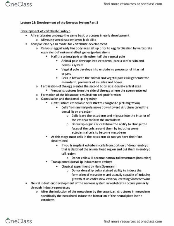 NPB 110 Lecture Notes - Lecture 28: Hans Spemann, Polarity In Embryogenesis, Neural Development thumbnail