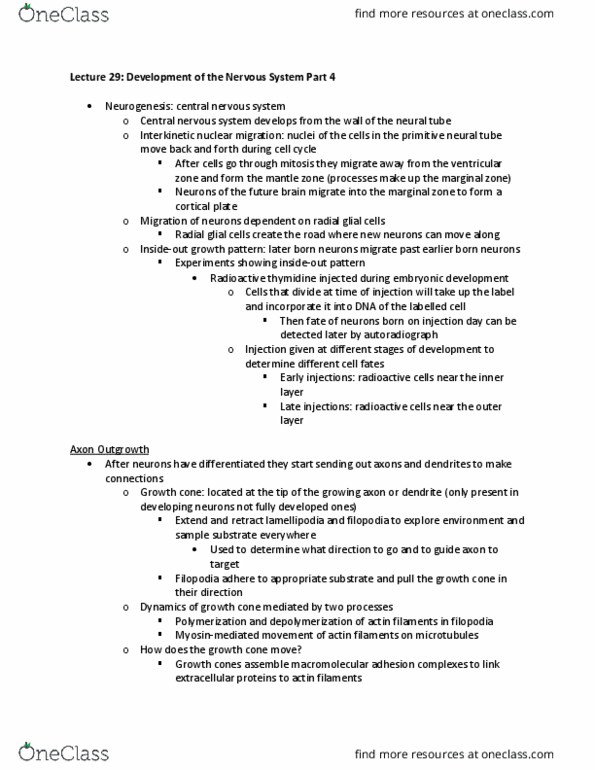 NPB 110 Lecture Notes - Lecture 29: Radial Glial Cell, Growth Cone, Mantle Zone thumbnail