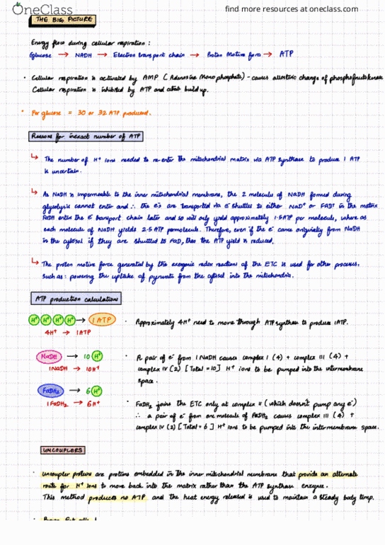 BIOL 315 Lecture Notes - Lecture 4: Inner Mitochondrial Membrane, Redox, Phenyl Group thumbnail