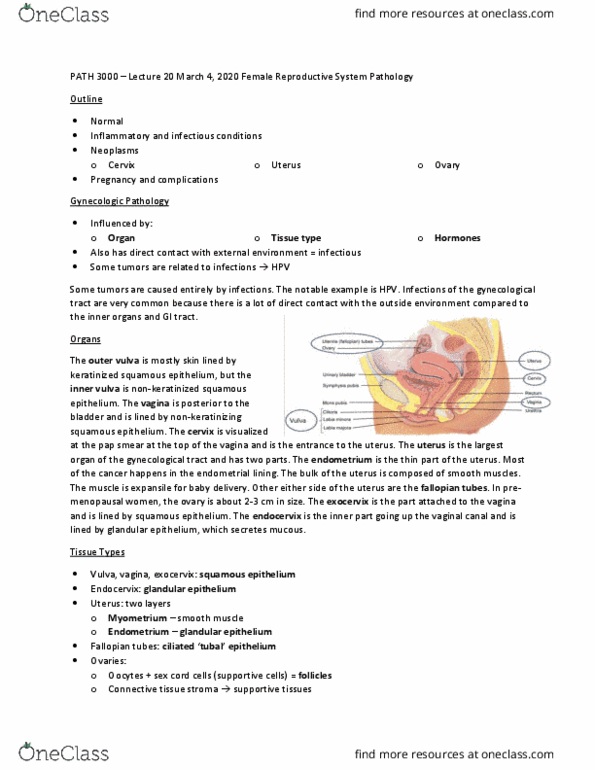 PATH 3000 Lecture Notes - Lecture 20: Epithelium, Pap Test, Cervical Canal thumbnail