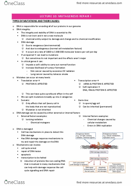 IMED2004 Lecture Notes - Lecture 10: Non-Coding Rna, Dna Replication, Lung Cancer thumbnail