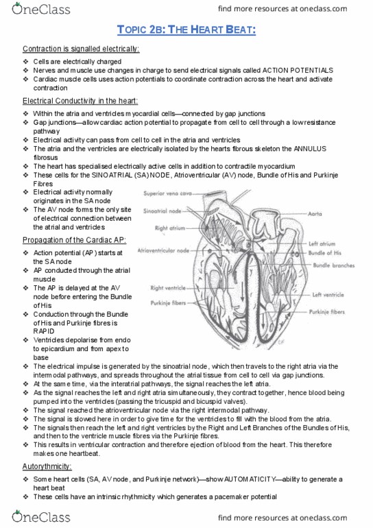 PHYL2001 Lecture Notes - Lecture 5: Purkinje Fibers, Sinoatrial Node, Atrioventricular Node thumbnail